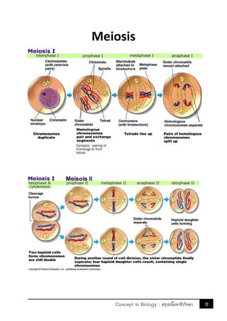 11Concept in Biology ; สรุปเนื้อหาชีววิทยา
Meiosis
 