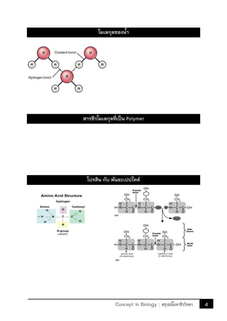 4Concept in Biology ; สรุปเนื้อหาชีววิทยา
โมเลกุลของน้้า
สารชีวโมเลกุลที่เป็น Polymer
โปรตีน กับ พันธะเปปไทด์
 