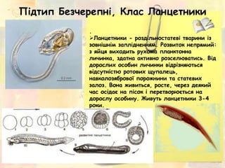 Хордові. Загальна характеристика. | PPT