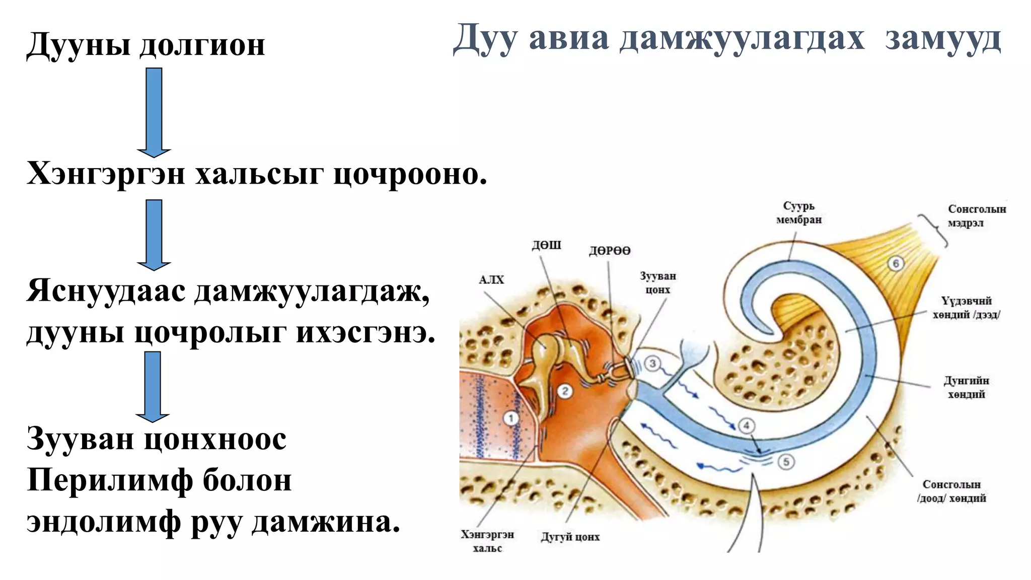 мэдрэхүй | PPT