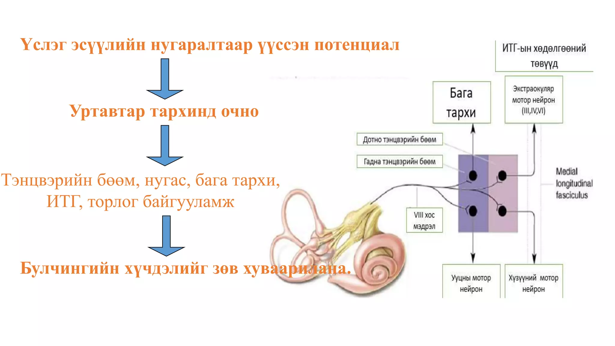 мэдрэхүй | PPT