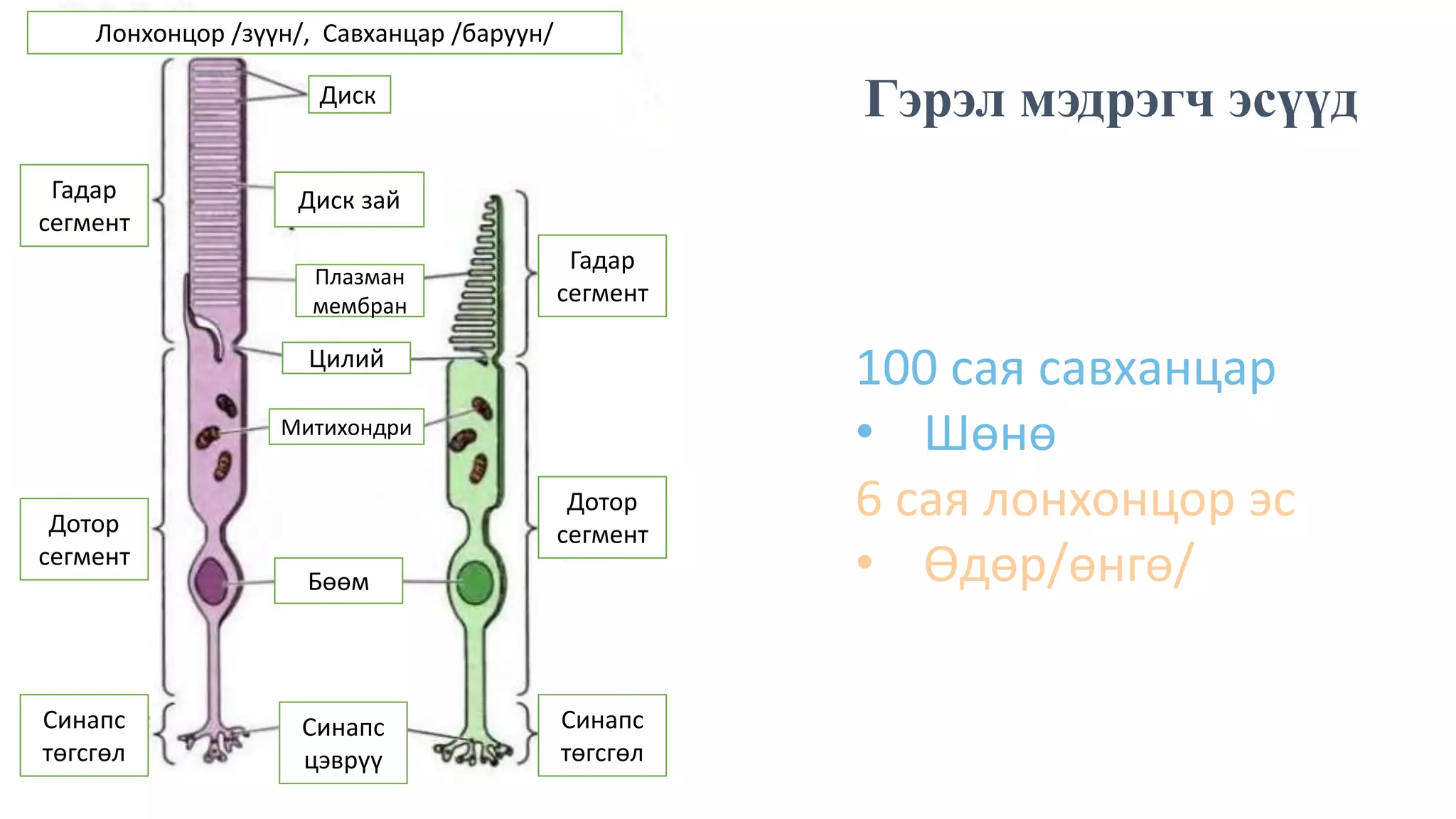 мэдрэхүй | PPT