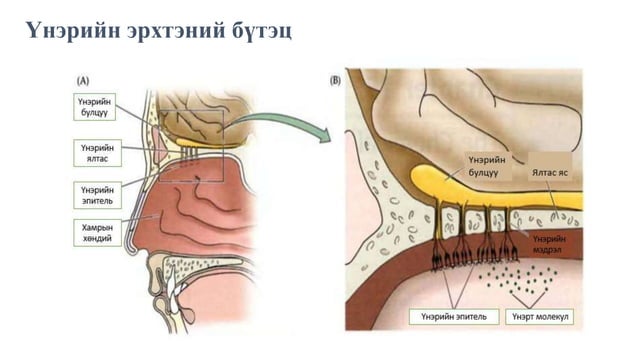 мэдрэхүй | PPT