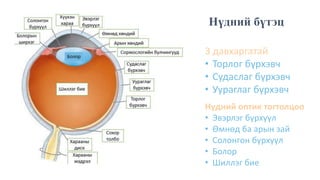 мэдрэхүй | PPT
