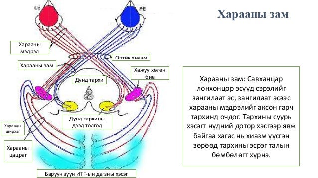 мэдрэхүй