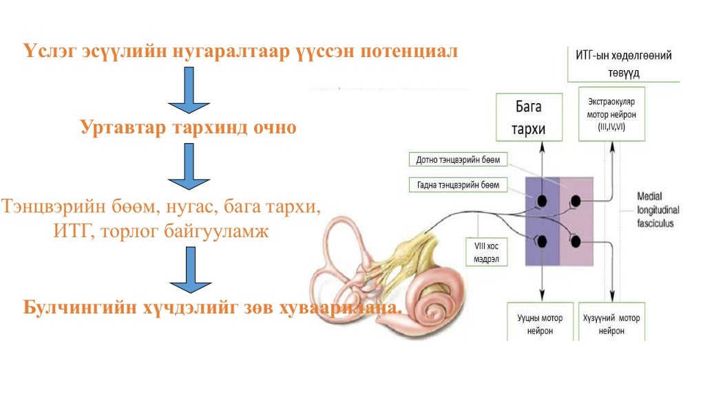 мэдрэхүй