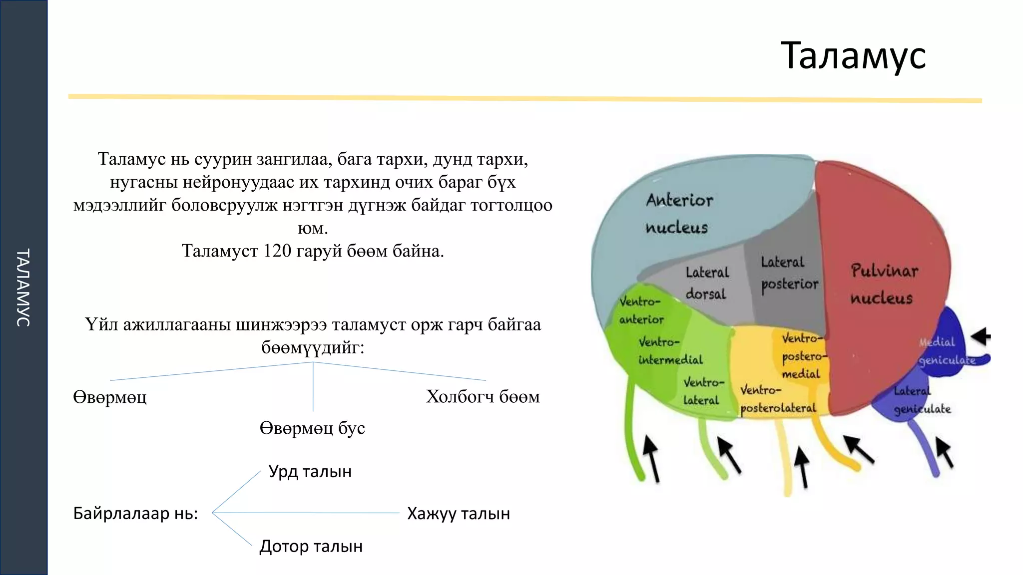 ТМТ | PPT