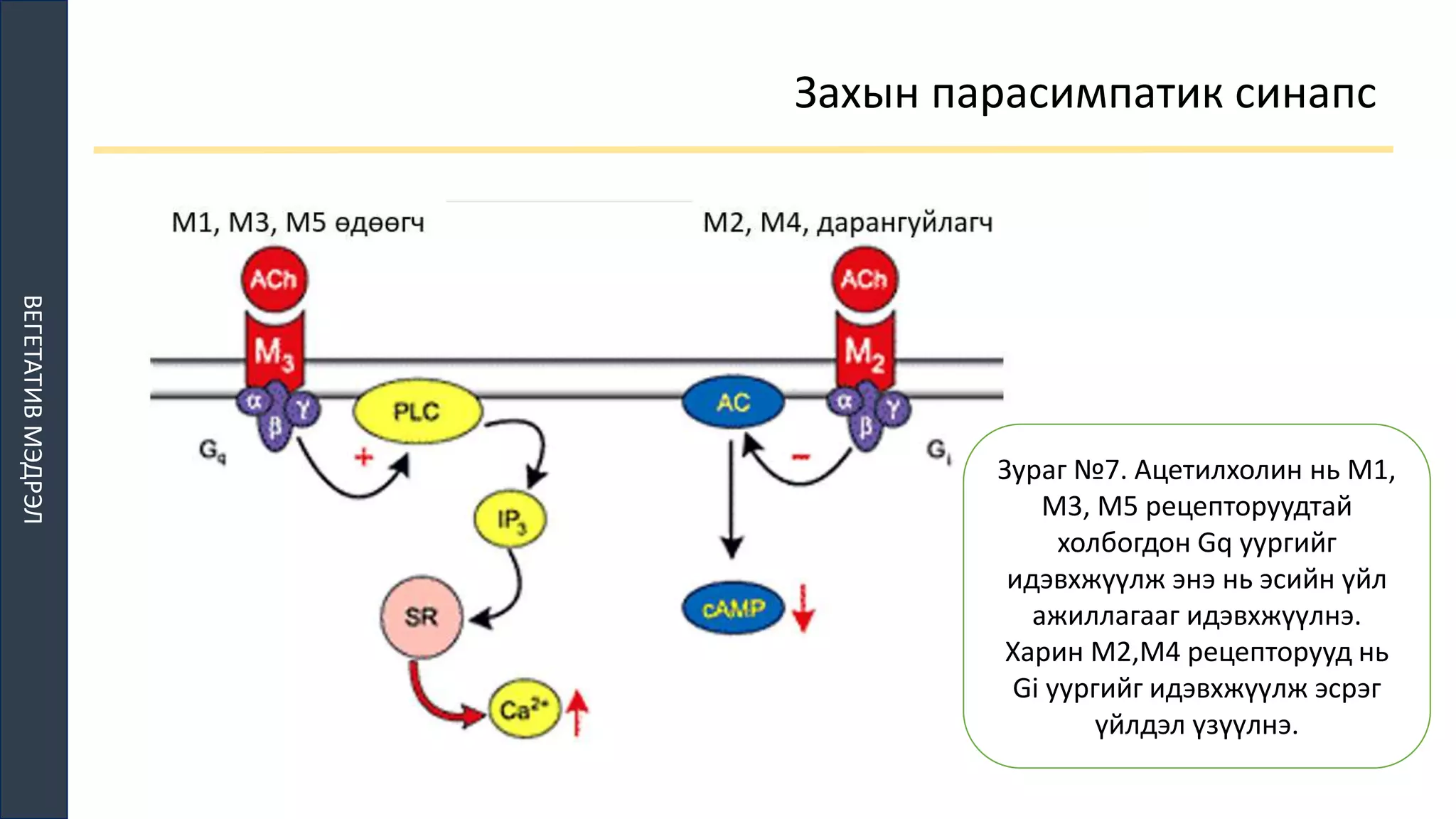 ТМТ | PPT