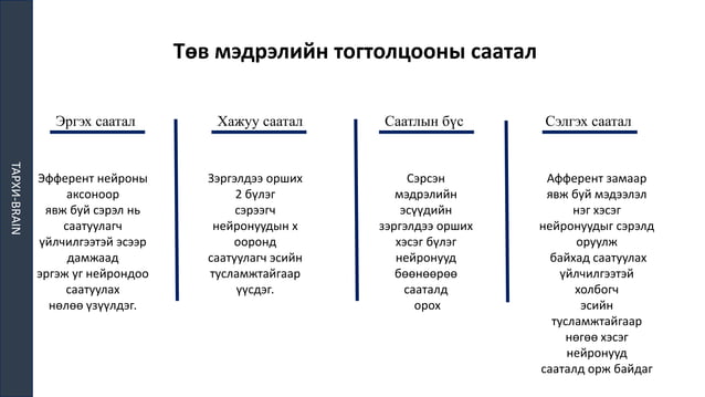 ТМТ | PPT