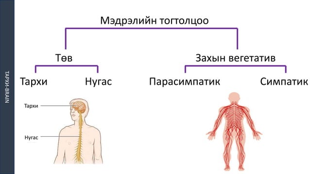 ТМТ