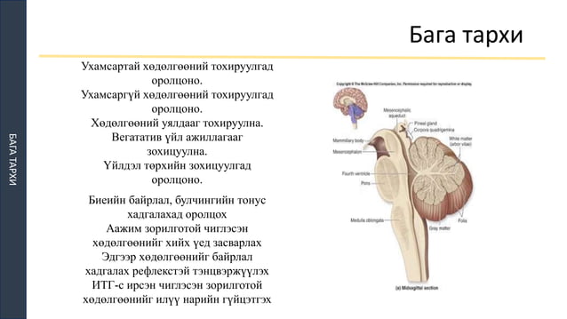 ТМТ | PPT