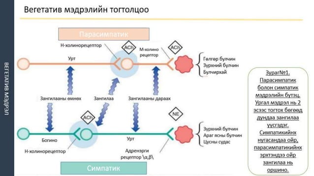 ТМТ | PPT