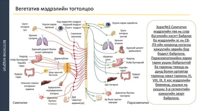 ТМТ | PPT