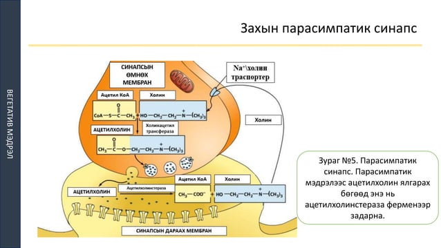 ТМТ | PPT