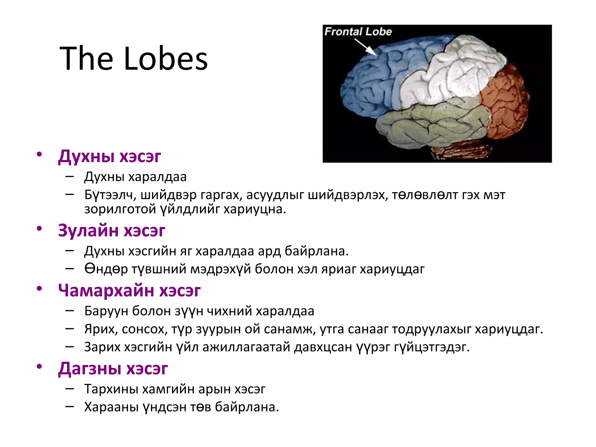 Дээд мэдрэл | PPT