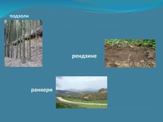 подзоли
рендзине
ранкери
 