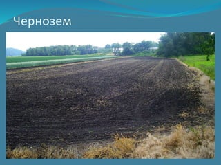Чернозем
 