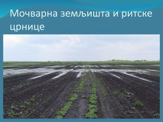 Мочварна земљишта и ритске
црнице
 