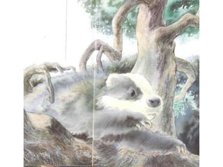 H περιπέτεια του μικρού ασβού