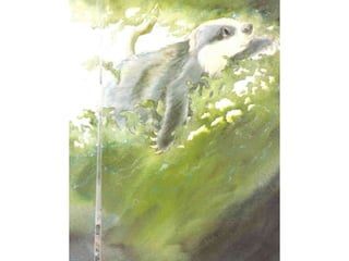 H περιπέτεια του μικρού ασβού