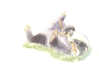 H περιπέτεια του μικρού ασβού