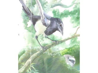 H περιπέτεια του μικρού ασβού