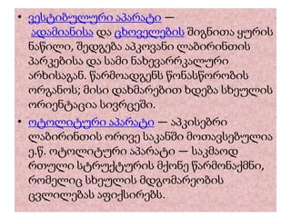 • ვესტიბულური აპარატი —
ადამიანისა და ცხოველების შიგნითა ყურის
ნაწილი, შედგება აპკოვანი ლაბირინთის
პარკებისა და სამი ნახევარრკალური
არხისაგან. წარმოადგენს წონასწორობის
ორგანოს; მისი დახმარებით ხდება სხეულის
ორიენტაცია სივრცეში.
• ოტოლიტური აპარატი — აპკისებრი
ლაბირინთის ორივე საკანში მოთავსებულია
ე.წ. ოტოლიტური აპარატი — საკმაოდ
რთული სტრუქტურის მქონე წარმონაქმნი,
რომელიც სხეულის მდგომარეობის
ცვლილებას აფიქსირებს.
 
