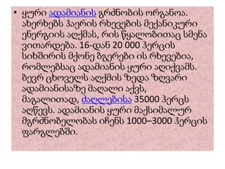 • ყური ადამიანის გრძნობის ორგანოა.
ახერხებს ჰაერის რხევების მექანიკური
ენერგიის აღქმას, რის წყალობითაც სმენა
ვითარდება. 16-დან 20 000 ჰერცის
სიხშირის მქონე ბგერები ის რხევებია,
რომლებსაც ადამიანის ყური აღიქვამს.
ბევრ ცხოველს აღქმის ზედა ზღვარი
ადამიანისაზე მაღალი აქვს,
მაგალითად, ძაღლებისა 35000 ჰერცს
აღწევს. ადამიანის ყური მაქსიმალურ
მგრძნობელობას იჩენს 1000–3000 ჰერცის
ფარგლებში.
 