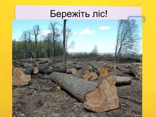 Бережіть ліс!
 