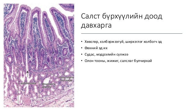 Нарийн гэдэсний гистологи