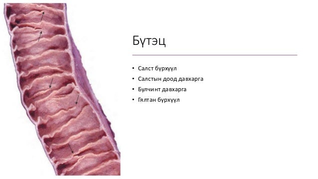 Нарийн гэдэсний гистологи