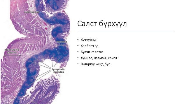 Нарийн гэдэсний гистологи