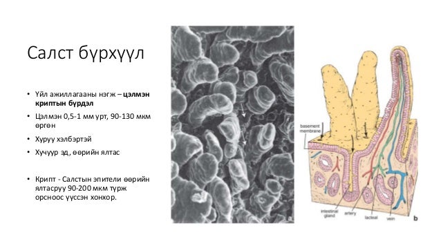 Нарийн гэдэсний гистологи