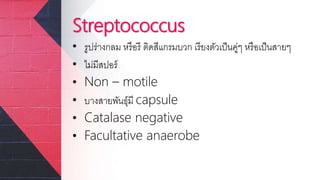 Streptococcus
• รูปร่างกลม หรือรี ติดสีแกรมบวก เรียงตัวเป็นคู่ๆ หรือเป็นสายๆ
• ไม่มีสปอร์
• Non – motile
• บางสายพันธุ์มี capsule
• Catalase negative
• Facultative anaerobe
 