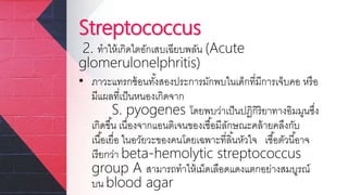 Streptococcus
2. ทาให้เกิดไตอักเสบเฉียบพลัน (Acute
glomerulonelphritis)
• ภาวะแทรกซ้อนทั้งสองประการมักพบในเด็กที่มีการเจ็บคอ หรือ
มีแผลที่เป็นหนองเกิดจาก
S. pyogenes โดยพบว่าเป็นปฏิกิริยาทางอิมมูนซึ่ง
เกิดขึ้น เนื่องจากแอนติเจนของเชื้อมีลักษณะคล้ายคลึงกับ
เนื้อเยื่อ ในอวัยวะของคนโดยเฉพาะที่ลิ้นหัวใจ เชื้อตัวนี้อาจ
เรียกว่า beta-hemolytic streptococcus
group A สามารถทาให้เม็ดเลือดแดงแตกอย่างสมบูรณ์
บน blood agar
 