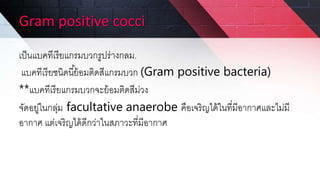 Gram positive cocci
เป็นแบคทีเรียแกรมบวกรูปร่างกลม.
แบคทีเรียชนิดนี้ย้อมติดสีแกรมบวก (Gram positive bacteria)
**แบคทีเรียแกรมบวกจะย้อมติดสีม่วง
จัดอยู่ในกลุ่ม facultative anaerobe คือเจริญได้ในที่มีอากาศและไม่มี
อากาศ แต่เจริญได้ดีกว่าในสภาวะที่มีอากาศ
 