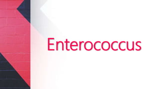 Enterococcus
 