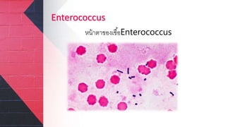 Enterococcus
หน้าตาของเชื้อEnterococcus
 