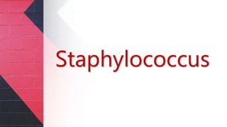 Staphylococcus
 