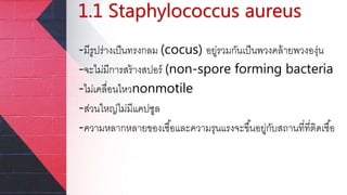 1.1 Staphylococcus aureus
-มีรูปร่างเป็นทรงกลม (cocus) อยู่รวมกันเป็นพวงคล้ายพวงองุ่น
-จะไม่มีการสร้างสปอร์ (non-spore forming bacteria
-ไม่เคลื่อนไหวnonmotile
-ส่วนใหญ่ไม่มีแคปซูล
-ความหลากหลายของเชื้อและความรุนแรงจะขึ้นอยู่กับสถานที่ที่ติดเชื้อ
 