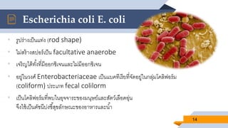 • รูปร่างเป็นแท่ง (rod shape)
• ไม่สร้างสปอร์เป็น facultative anaerobe
• เจริญได้ทั้งที่มีออกซิเจนและไม่มีออกซิเจน
• อยู่ในวงศ์ Enterobacteriaceae เป็นแบคทีเรียที่จัดอยู่ในกลุ่มโคลิฟอร์ม
(coliform) ประเภท fecal colilorm
• เป็นโคลิฟอร์มที่พบในอุจจาระของมนุษย์และสัตว์เลือดอุ่น
จึงใช้เป็นดัชนีบ่งชี้สุขลักษณะของอาหารและน้า
Escherichia coli E. coli
14
 