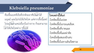 Klebsiella pneumoniae
คือเชื้อแบคทีเรียที่ปกติจะอาศัยในลาไส้
มนุษย์ และไม่ก่อให้เกิดโรค แต่หากเชื้อนี้แพร่
ไปอยู่ในตาแหน่งอื่นๆในร่างกาย ก็จะสามารถ
ทาให้เกิดโรคต่าง ๆขึ้นได้
16
โรคเหล่านี้ได้แก่
-โรคติดเชื้อในปอด
-โรคติดเชื้อในกระแสเลือด
-โรคติดเชื้อที่บาดแผล
-โรคติดเชื้อที่แผลผ่าตัด
-โรคเยื่อหุ้มสมองอักเสบ
-โรคติดเชื้อในทางเดินปัสสาวะ
 