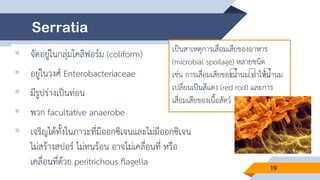 Serratia
 จัดอยู่ในกลุ่มโคลิฟอร์ม (coliform)
 อยู่ในวงศ์ Enterobacteriaceae
 มีรูปร่างเป็นท่อน
 พวก facultative anaerobe
 เจริญได้ทั้งในภาวะที่มีออกซิเจนและไม่มีออกซิเจน
ไม่สร้างสปอร์ ไม่ทนร้อน อาจไม่เคลื่อนที่ หรือ
เคลื่อนที่ด้วย peritrichous flagella
เป็นสาเหตุการเสื่อมเสียของอาหาร
(microbial spoilage) หลายชนิด
เช่น การเสื่อมเสียของน้านม ทาให้น้านม
เปลี่ยนเป็นสีแดง (red rod) และการ
เสื่อมเสียของเนื้อสัตว์
19
 