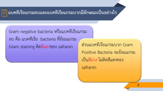 แบคทีเรียแกรมลบและแบคทีเรียแกรมบวกมีลักษณะเป็นอย่างไร
2
Gram negative bacteria หรือแบคทีเรียแกรม
ลบ คือ แบคทีเรีย bacteria ที่ย้อมแกรม
Gram staining ติดสีแดงของ safranin ส่วนแบคทีเรียแกรมบวก Gram
Positive Bacteria จะย้อมแกรม
เป็นสีม่วง ไม่ติดสีแดงของ
safranin
 