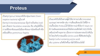 Proteus
เป็นสกุล (genus) ของแบคทีเรียกลุ่มแกรมลบ (Gram
negative bacteria) อยู่ในวงศ์
(family) Enterobacteriaceae มีรูปร่างเป็นท่อน (rod)
และ เป็นพวก facultative anaerobe คือ เจริญได้ทั้งใน
ภาวะที่มีออกซิเจนและไม่มีออกซิเจนอาจไม่เคลื่อนที่ หรือ
เคลื่อนที่ด้วย peritrichous flagella
เป็นแบคทีเรียที่เป็นสาเหตุทาให้อาหารเน่าเสีย (microbial
spoilage) หลายชนิด เช่น การเสื่อมเสียของไข่ ไข่ที่มีการ
ปนเปื้อนโดย Proteus ทาให้เกิดการเน่าที่เรียกว่า black rot
มีการผลิตและสะสมของแก๊สไฮโดรเจนซัลไฟด์ (H2S) มีกลิ่น
เหม็นเน่าคล้ายอุจจาระ เนื่องจากการย่อยสลายของโปรตีนใน
ไข่ โดยเกิดกับกรดแอมิโน (amino acid) ที่มีซัลเฟอร์อยู่ใน
โมเลกุล (sulfur-containing amino acid)
เช่น cysteine แก๊สที่เกิดขึ้นอาจทาให้ไข่ระเบิดได้
20
 