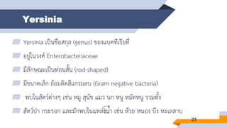 Yersinia
▰ Yersinia เป็นชื่อสกุล (genus) ของแบคทีเรียที่
▰ อยู่ในวงศ์ Enterobacteriaceae
▰ มีลักษณะเป็นท่อนสั้น (rod-shaped)
▰ มีขนาดเล็ก ย้อมติดสีแกรมลบ (Gram negative bacteria)
▰ พบในสัตว์ต่างๆ เช่น หมู สุนัข แมว นก หนู หมัดหนู รวมทั้ง
▰ สัตว์ป่า กระรอก และมักพบในแหล่งน้า เช่น ห้วย หนอง บึง ทะเลสาบ
23
 