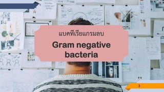 แบคทีเรียแกรมลบ
Gram negative
bacteria
3
 