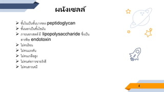 4
 ชั้นในเป็นชั้นบางของ peptidoglycan
 ชั้นนอกเป็นชั้นไขมัน
 ภายนอกเซลล์ มี lipopolysaccharide ซึ่งเป็น
สารพิษ endotoxin
 ไม่ทนร้อน
 ไม่ทนแรงดัน
 ไม่ทนเกลือสูง
 ไม่ทนต่อการฉายรังสี
 ไม่ทนสารเคมี
ผนังเซลล์
 
