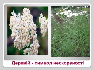 Деревій - символ нескореності
 