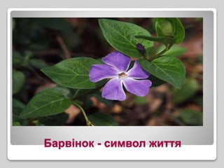 Барвінок - символ життя
 